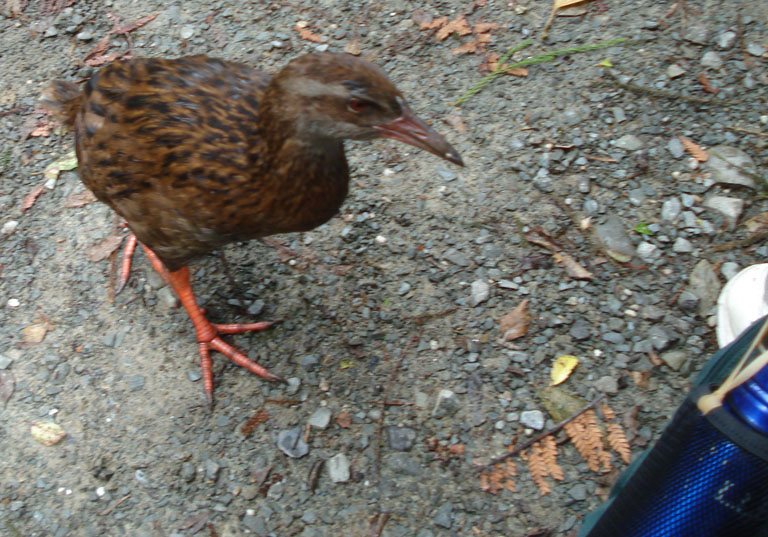 Weka
