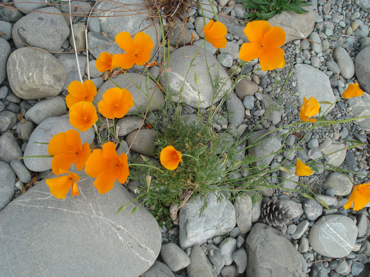 Flowers near Lake Tekapo